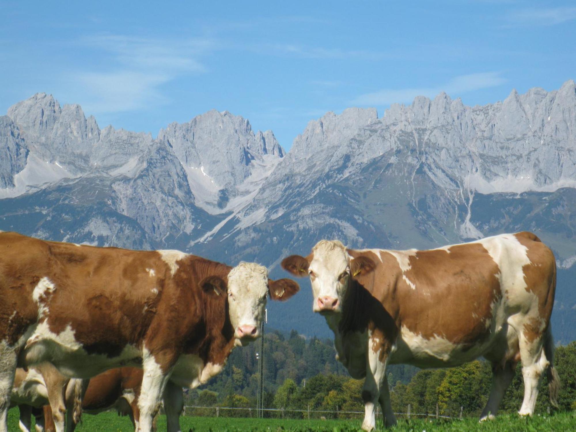 Bed and Breakfast Malernhof Kitzbühel Zewnętrze zdjęcie